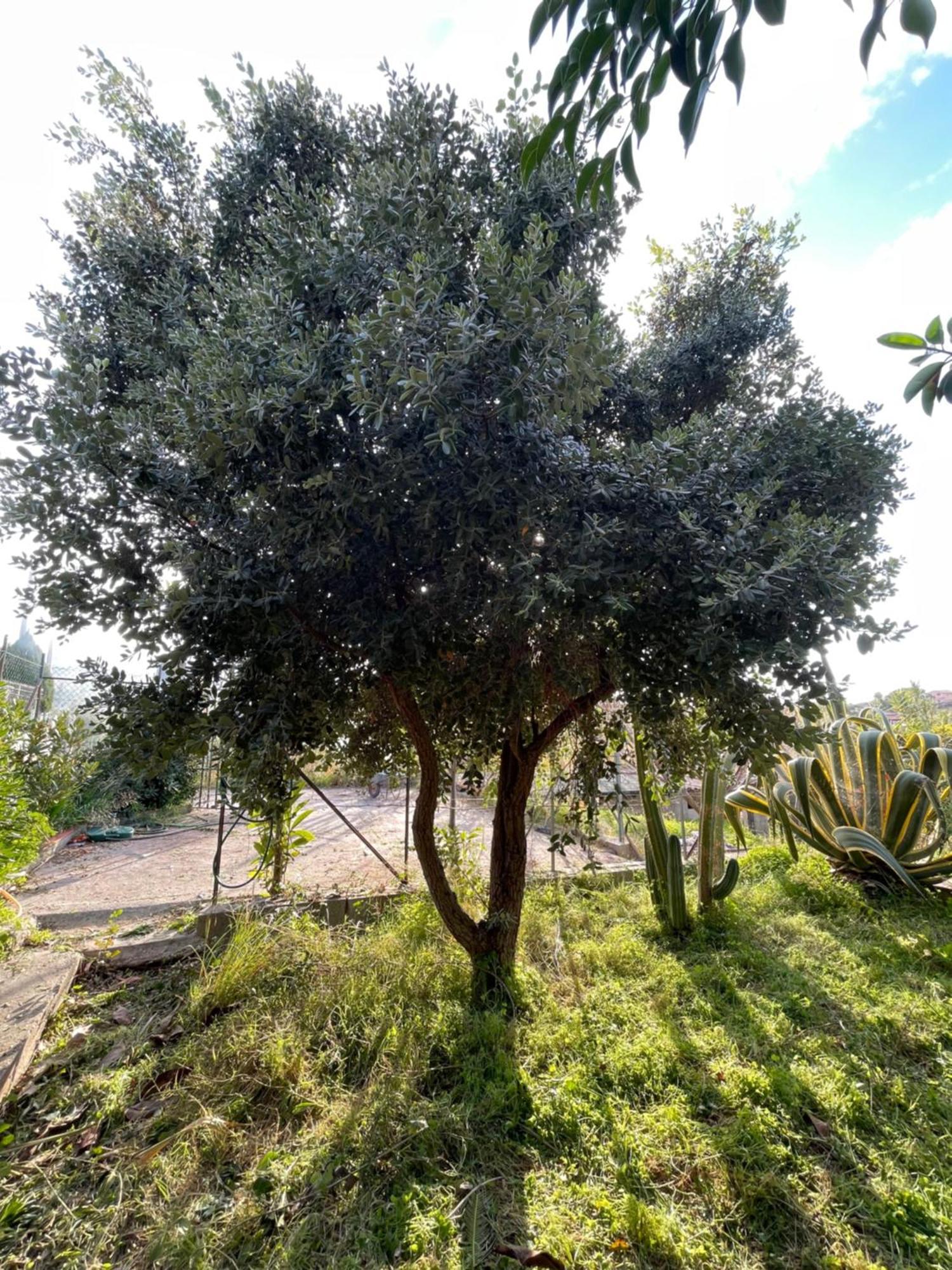 Villa Vittoria Trappeto  Esterno foto